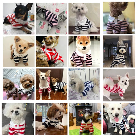 Small dog wearing a summer polo shirt by Cashymart, lightweight and breathable dog apparel perfect for warm weather.