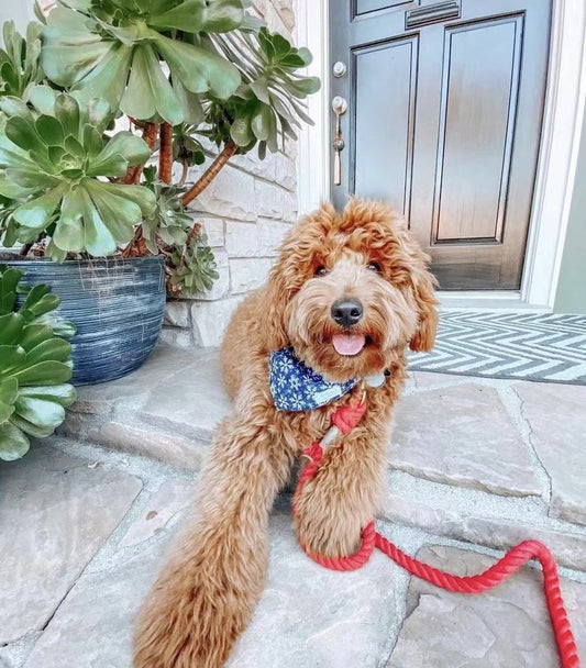 Vintage dog rope leash by PAWSOME PETS, showing durable woven fabric with metal clip and handle for secure walking.