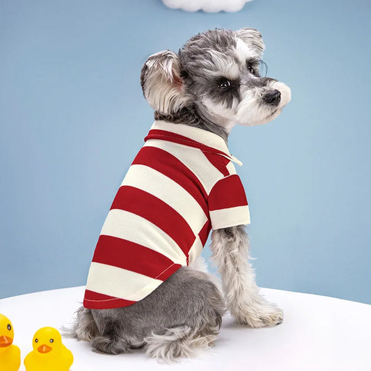 Dog wearing a casual summer polo shirt in blue, branded Cashymart, suitable for pet fashion and outdoor wear.