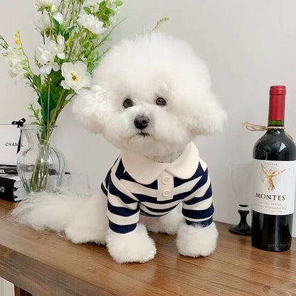 Small dog wearing a summer polo shirt from Cashymart, lightweight and breathable pet apparel for warm weather.