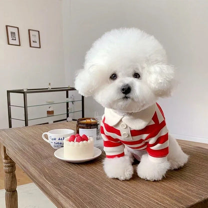 Small dog wearing Cashymart summer polo shirt, lightweight and breathable fabric, perfect for warm weather and outdoor walks.