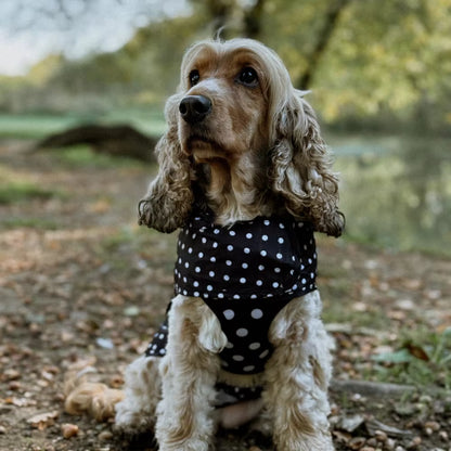 Polka dot waterproof dog raincoat with hood and pouch from Pawsome Pet Store, designed for outdoor walks in wet weather.