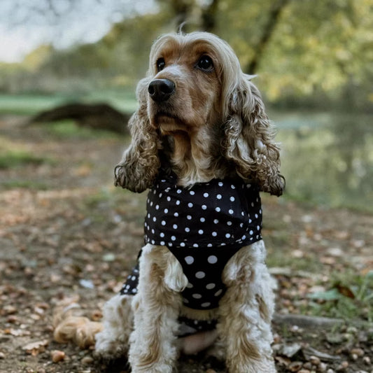 Polka dot waterproof dog raincoat with hood and pouch from Pawsome Pet Store, designed for outdoor walks in wet weather.